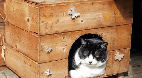 Ein schwarz-weißer Kater ruht in seinem selbstgebauten Katzenhaus aus Holz, verziert mit kleinen Schmetterlingen.