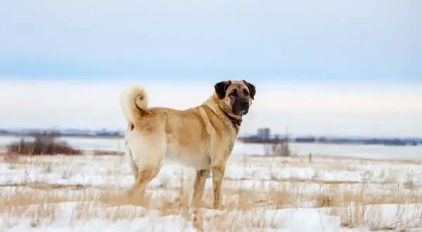 Ein stattlicher Kangal Hund steht im Schnee, sein Fell hellbraun, der Schwanz aufgerollt.