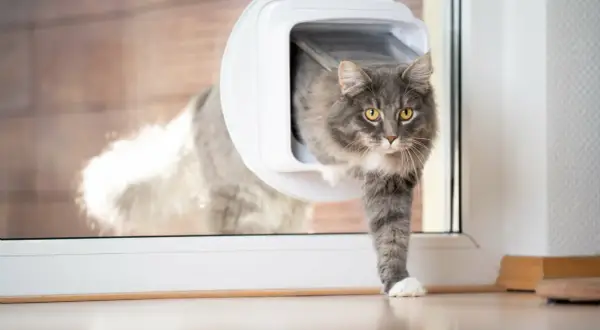 Grauer Kater nutzt eine Katzenklappe im Fenster, um ins Haus zu gelangen.