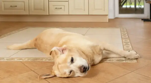 Ein gelber Labrador liegt auf dem Boden, die Augen geschlossen, als ob er einen epileptischen Anfall hätte.