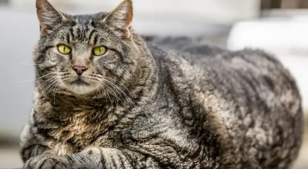 Getigerte Katze mit gelben Augen, die aufmerksam blickt. Achten Sie auf Anzeichen wie vermehrtes Trinken oder Heißhunger, mögliche katze diabetes symptome.