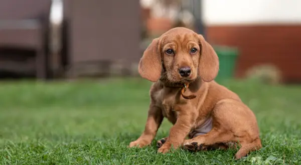 Ein süßer Basset Fauve de Bretagne Welpe sitzt im Gras.
