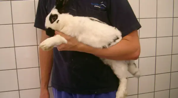 Ein Mann hält ein schwarz-weißes Kaninchen. Man hört, wie der Kaninchen bauch gluckert, vielleicht ist es hungrig.