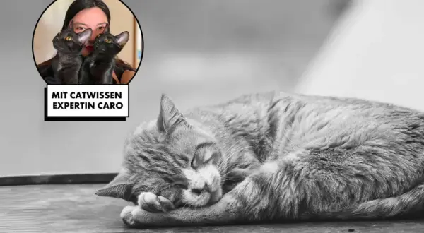 Katzenexpertin Caro erklärt, wie Katzen trauern. Ein schlafendes Kätzchen ruht sich aus.