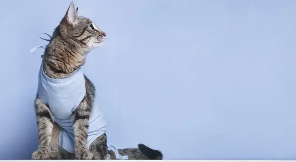 Getigerte Katze im blauen Body nach Kastration, sieht nachdenklich zur Seite.