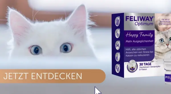Weiße Katze mit blauen Augen blickt neugierig. Feliway Optimum hilft, warum faucht eine Katze, für mehr Ausgeglichenheit. JETZT ENTDECKEN.