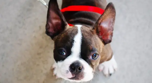 Ein süßer Boston Terrier mit großen Ohren und einem roten Halsband blickt neugierig nach oben.