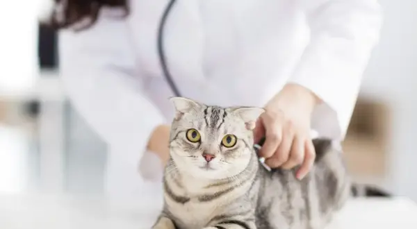 Tierarzt untersucht Katze mit Schmerzen am Hinterteil.