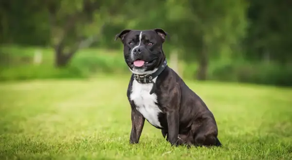 Ein freundlicher Staffordshire Bullterrier sitzt im Gras und lächelt.