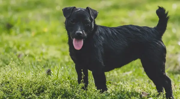 Ein schwarzer Patterdale Terrier steht auf einer grünen Wiese, die Zunge hängt heraus.