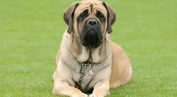 Ein majestätischer englischer Mastiff, 155 kg schwer, liegt entspannt auf grünem Gras.
