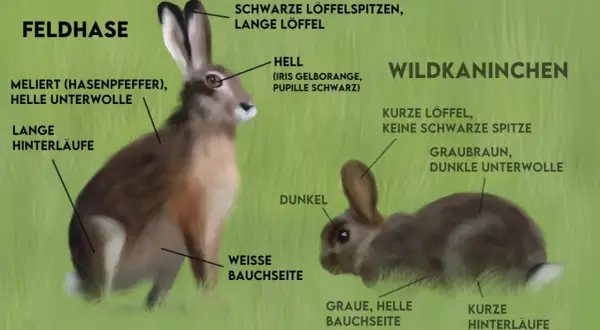 Gegenüberstellung: Feldhase mit langen Läufen und hellen Ohrenspitzen vs. Wildkaninchen mit kurzen Läufen und dunklen Ohren.