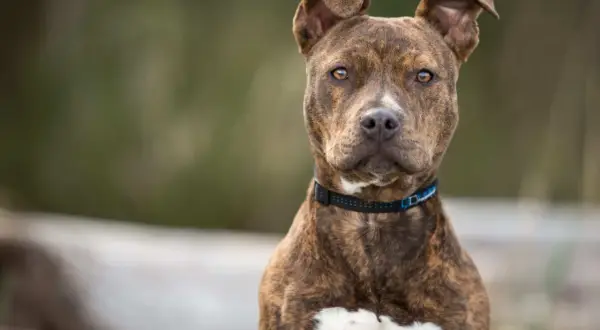 Ein American Pit Bull Terrier mit brindle Fell und weißen Flecken blickt aufmerksam in die Kamera.
