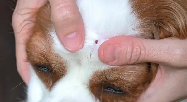 Zecke auf Hundekopf. Finger halten die Haut auseinander, um die Zecke zu entfernen. Suche nach Hausmittel gegen Zecken bei Hunden.