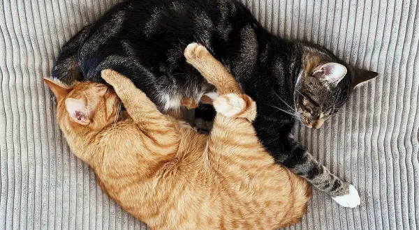 Zwei Katzen kuscheln eng verschlungen auf einem gestreiften Kissen. Sie schlafen tief und fest, was zeigt, wie lange schlafen katzen.
