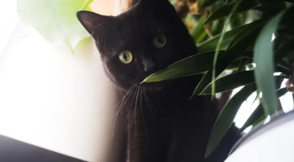 Schwarze Katze mit grünen Augen versteckt sich hinter Pflanzen. Vielleicht ein Beruhigungsmittel Katze vom Tierarzt, um sie zu beruhigen.