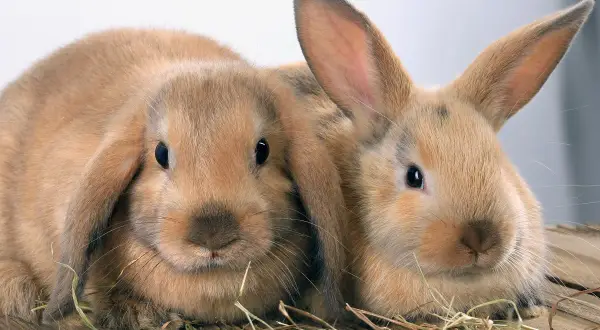Zwei süße Kaninchen, eines mit Schlappohren. Sie sehen aus, als würden sie sich fragen, wie viele Kaninchenrassen es gibt.