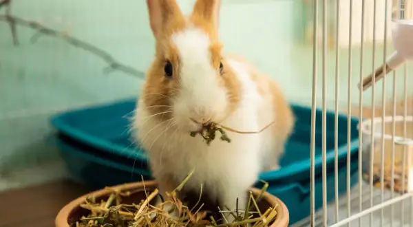 Ein süßes Kaninchen frisst im Käfig. Es ist allein, aber hat genug Heu.