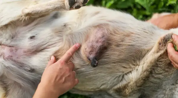 Ein Finger zeigt auf einen kleinen, verdächtigen Knoten am Bauch eines Hundes. Dies könnte ein Mammatumor im Anfangsstadium sein.