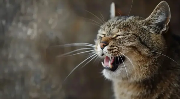 Katze niest oft, vielleicht wegen eines Tumors. Ihr Maul ist weit geöffnet, die Augen geschlossen.