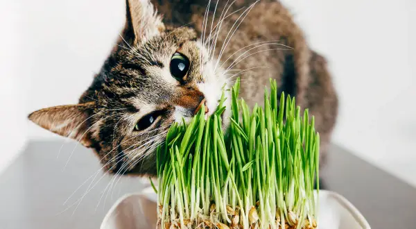 Katze knabbert an frischem Grün, eine gesunde alternative zu katzengras.