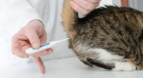 Tierarzt misst bei einer Katze Fieber mit einem Thermometer am After.