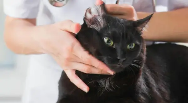 Tierarzt untersucht schwarze Katze, die sich blutig kratzt.