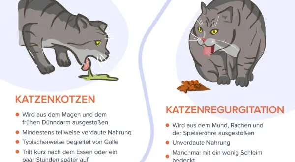 Graue Katze erbricht Futter. Links eine Katze, die sich erbricht, rechts eine Katze, die Futter ausspuckt.