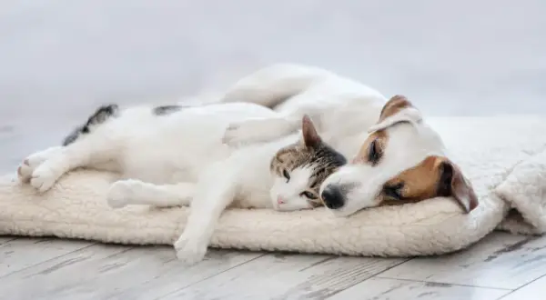 Ein Hund und eine Katze schlafen eng aneinander gekuschelt auf einer weichen Decke.