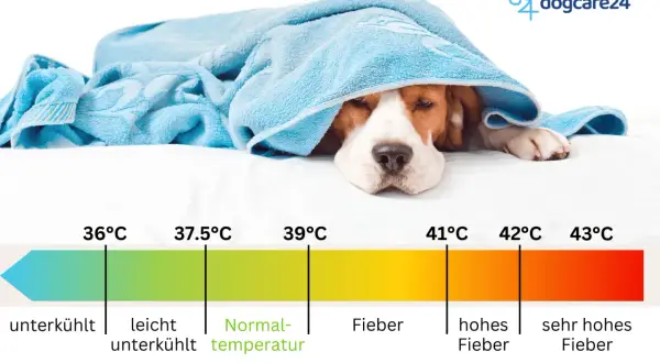 Ein Hund liegt unter einer Decke. Eine Skala zeigt die normale Temperatur eines Hundes an, die zwischen 37,5°C und 39°C liegt.