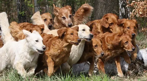 Eine Gruppe von Golden Retrievern in verschiedenen goldenen Farben, von hellcremig bis tiefrotbraun, steht dicht gedrängt im Gras.