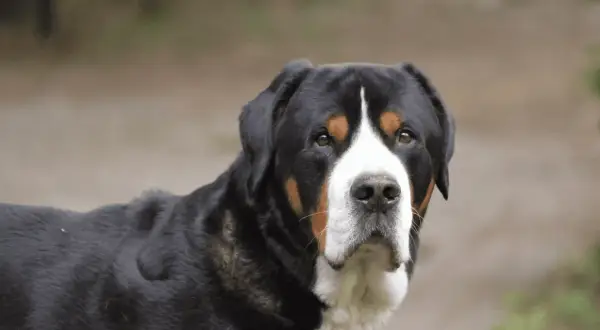 Ein großer Schweizer Sennenhund mit treuen Augen blickt in die Kamera. Sein Fell ist schwarz mit braunen und weißen Abzeichen.
