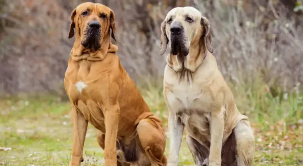 Zwei stattliche Fila Brasileiro Hunde sitzen im Freien. Der braune Hund links hat einen weißen Fleck auf der Brust.