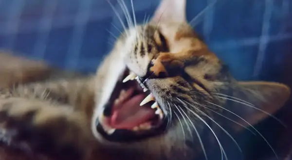 Eine Katze knurrt andere Katze an, mit weit geöffnetem Maul und scharfen Zähnen.