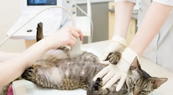 Tierärztin untersucht Katze mit Ultraschall. So kann man herausfinden, wie lange Katzen schwanger sind.