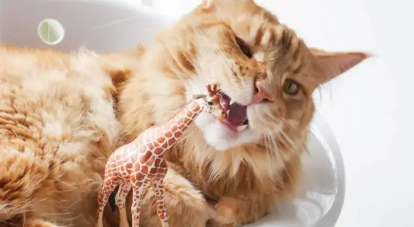 Orange Katze mit Pica Syndrom beißt in Giraffen-Spielzeug.