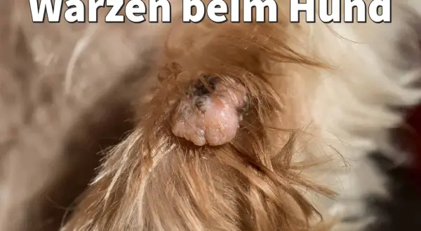 Nahaufnahme einer Warze bei einem Hund. Informationen zu Hausmitteln bei Warzen am Hund.