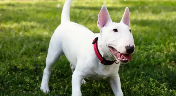 Ein weißer Miniature Bull Terrier mit rotem Halsband steht auf einer grünen Wiese und wedelt mit dem Schwanz.
