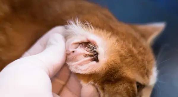Eine Hand in einem weißen Handschuh untersucht das Ohr einer orangefarbenen Katze. Im Ohr sind dunkle Ablagerungen zu sehen.