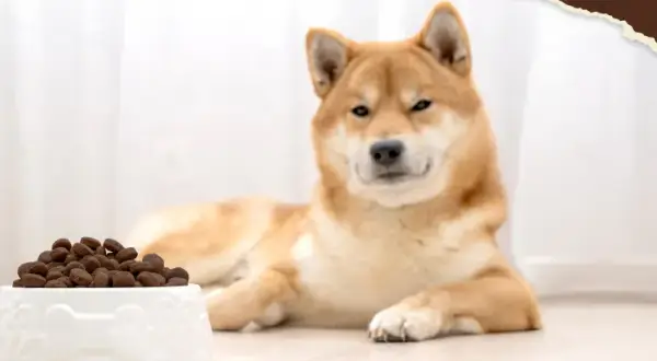 Ein Shiba Inu liegt neben einem Napf mit Futter. Der Hund frisst nicht und trinkt viel, was besorgniserregend ist.