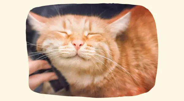 Eine zufriedene orangefarbene Katze genießt das Streicheln, ein schönes Beispiel dafür, wie man eine Katze in der Wohnung halten kann.