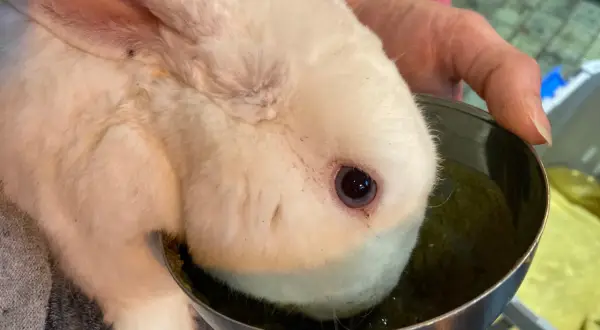 Ein weißes Kaninchen mit schief gehaltenem Kopf trinkt aus einem Napf.