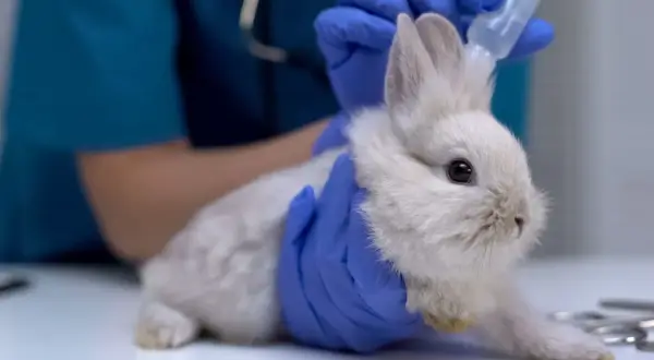 Ein Tierarzt gibt einem weißen Kaninchen mit blauen Handschuhen Tropfen ins Ohr.