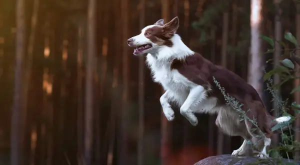 Ein brauner Border Collie springt über einen Stein im Wald.