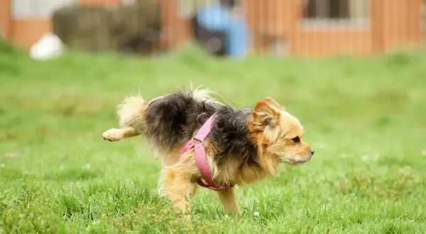 Kleiner Hund mit rosa Geschirr hebt Bein im Gras. Ein besorgter Blick könnte auf Blut im Urin hindeuten.