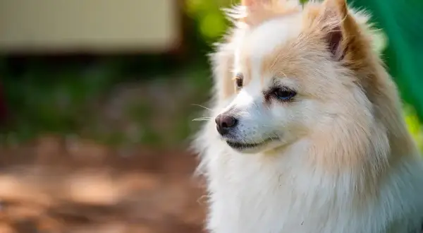 Ein süßer spitz hund mit flauschigem Fell blickt nachdenklich in die Ferne.