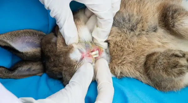 Tierarzt untersucht Kaninchenmaul auf Abszess. Hausmittel können bei leichten Entzündungen helfen, aber bei Verdacht auf Abszess ist professionelle Hilfe nötig.