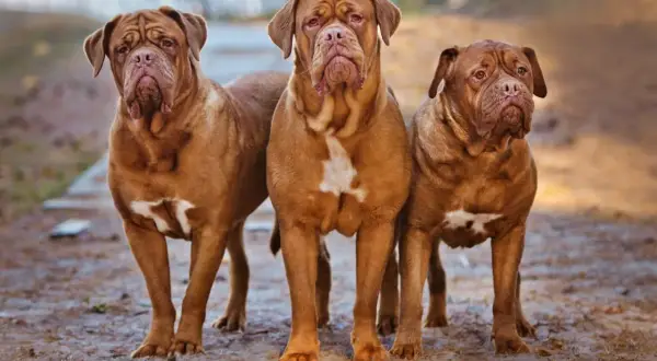 Drei imposante Bordeaux Doggen stehen nebeneinander im Freien.