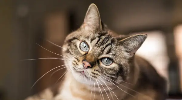 Eine getigerte Katze mit blauen Augen liegt entspannt da und schnurrt, obwohl sie nicht gestreichelt wird.