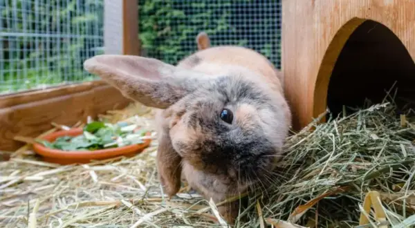 Ein Kaninchen niest ohne Schnupfen, um sich im Heu zu bewegen. Es hat braunes und graues Fell und sitzt neben seinem Holzhaus.